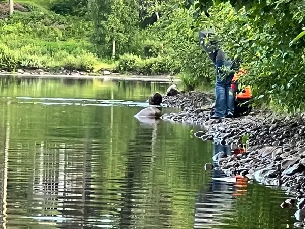 Spotting a beaver in Hede