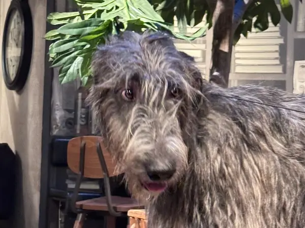 Cool super-friendly Irish Wolfhound dog