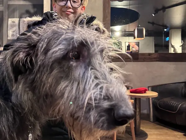Cool super-friendly Irish Wolfhound dog
