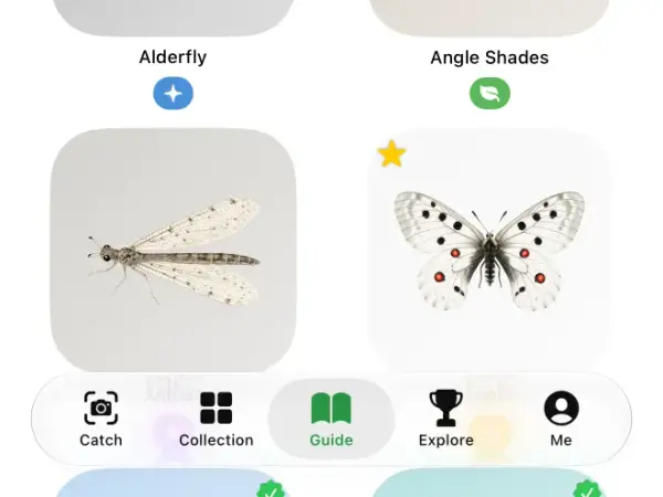 The field guide โ an alderfly and a beautiful butterfly