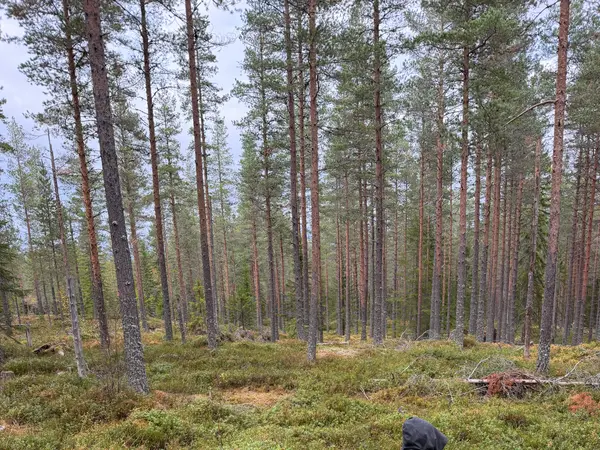 Out bug hunting in the pine forest