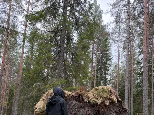 Checking out a huge fallen tree and its roots