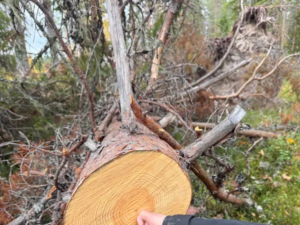Look at all the rings in this tree trunk!