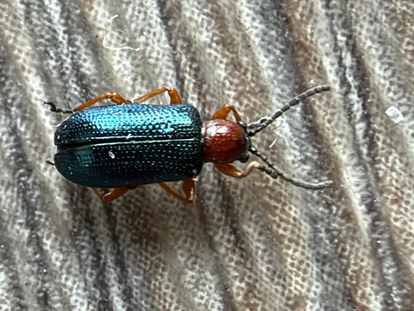 A shiny blue beetle with orange legs โ caught!