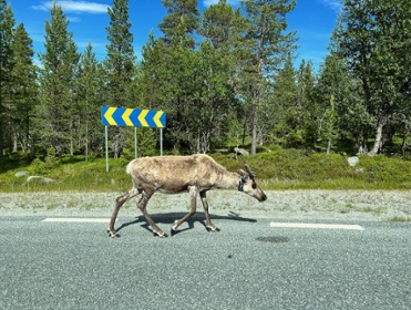IMG_7327.jpeg copyright Viktorious.se