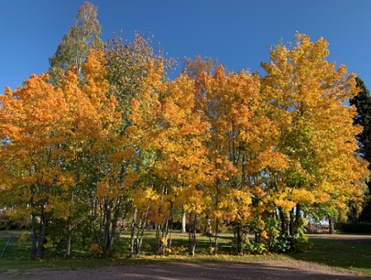 IMG_3751.jpeg copyright Viktorious.se