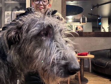 Cool super-friendly Irish Wolfhound dog copyright Viktorious.se