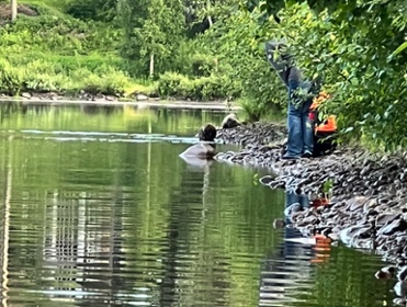 Spotting a beaver in Hede copyright Viktorious.se