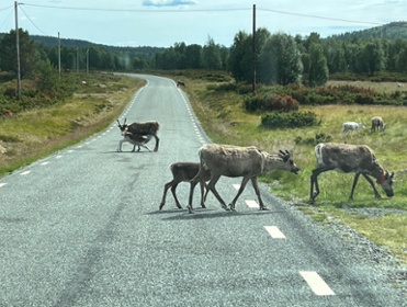 Reindeer south of Idre copyright Viktorious.se